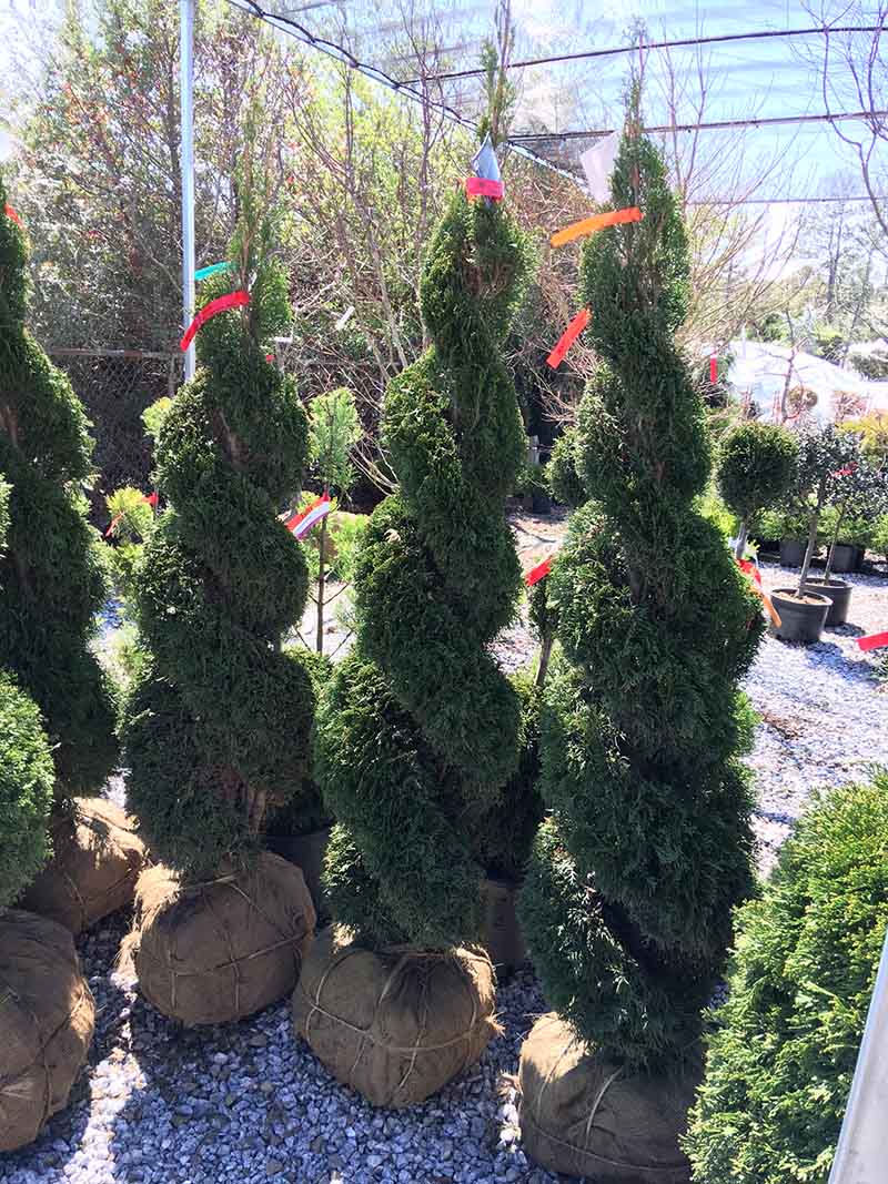 Double Spiral Thuja Live Topiary 6   7 Foot Tall